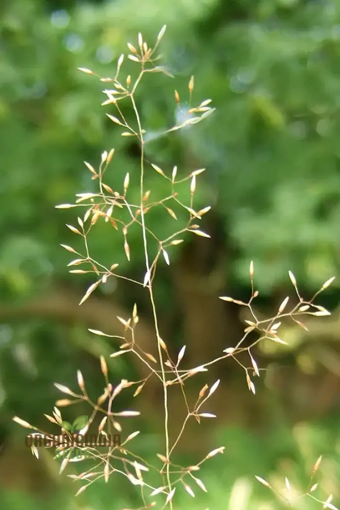 Agrostis Nebulosa Fibre Optics Seeds – Unique Ornamental Grass, Soft Airy Texture - Image 3