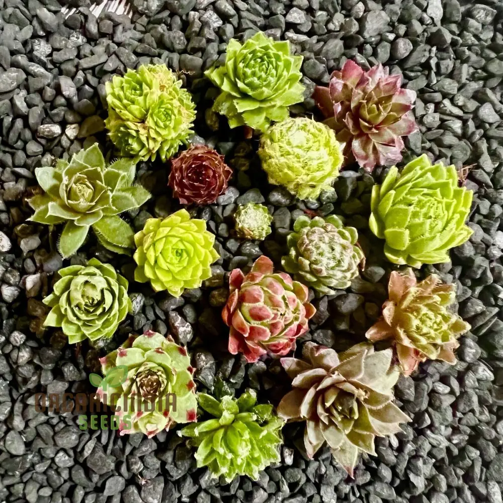 Hens and Chicks Succulent Seeds Mix – Premium Quality for Indoor & Outdoor Planting