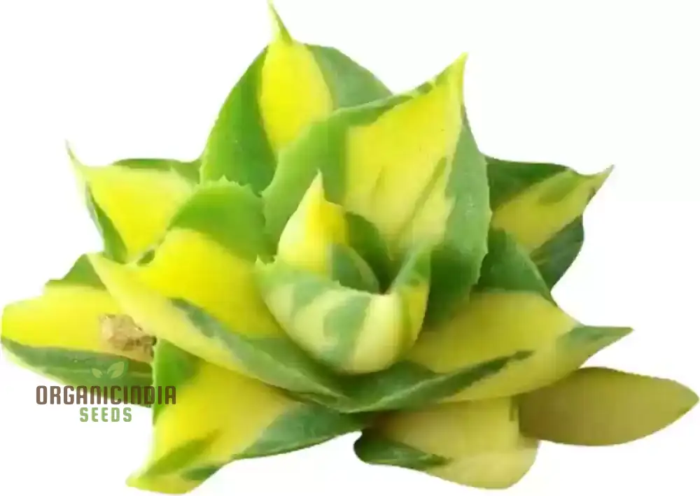 Hens and Chicks Succulent Seeds Mix – Premium Quality for Indoor & Outdoor Planting - Image 3