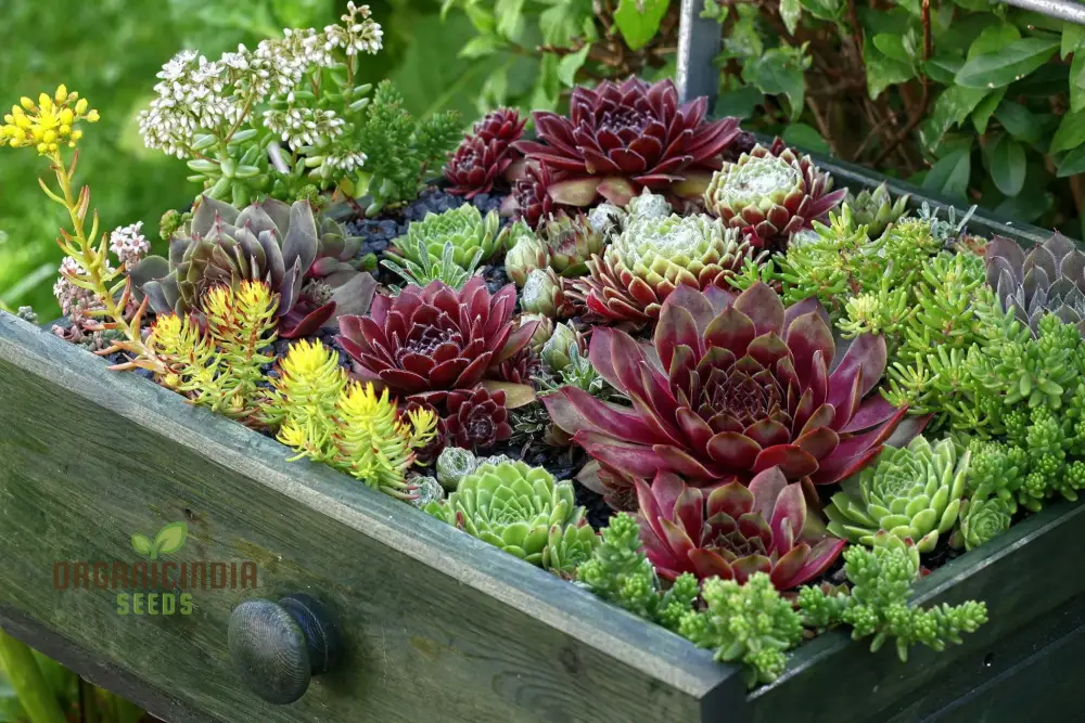 Hens and Chicks Succulent Seeds Mix – Premium Quality for Indoor & Outdoor Planting - Image 4
