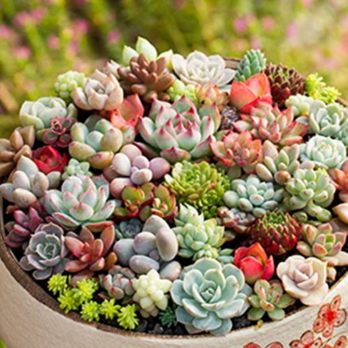 Hens and Chicks Succulent Seeds Mix – Premium Quality for Indoor & Outdoor Planting - Image 5