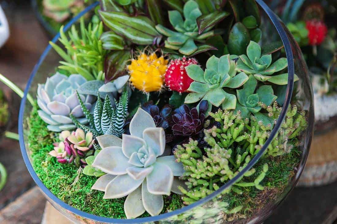 Hens and Chicks Succulent Seeds Mix – Premium Quality for Indoor & Outdoor Planting - Image 6