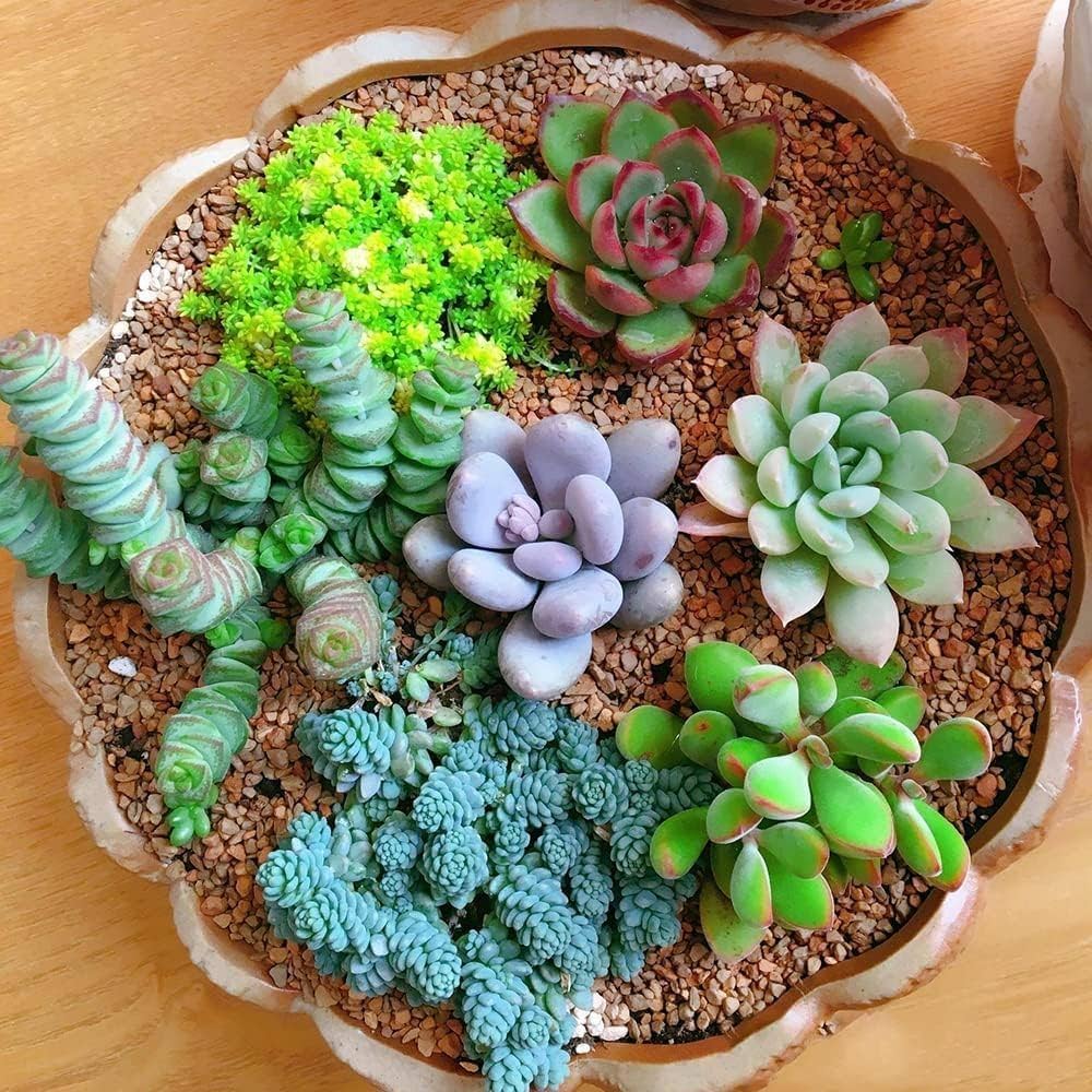 Hens and Chicks Succulent Seeds Mix – Premium Quality for Indoor & Outdoor Planting - Image 7
