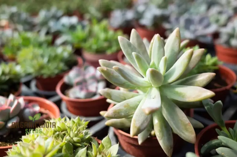 Mix Cacti Succulent Flower Seeds - Perfect for Indoor and Outdoor Gardening