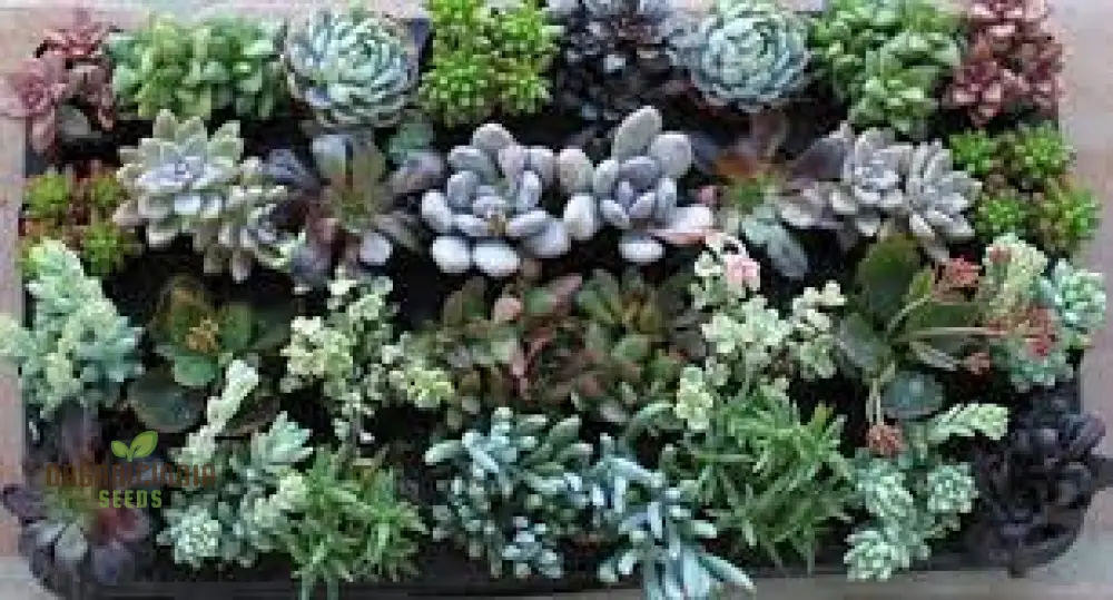 Mix Cacti Succulent Flower Seeds - Perfect for Indoor and Outdoor Gardening - Image 3