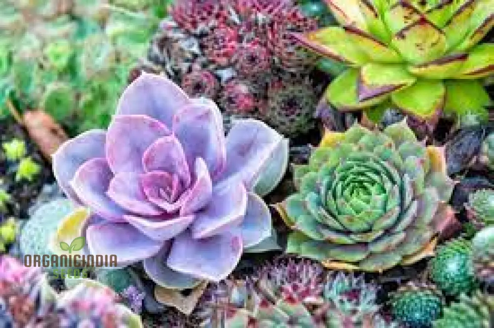 Mix Cacti Succulent Flower Seeds - Perfect for Indoor and Outdoor Gardening - Image 4