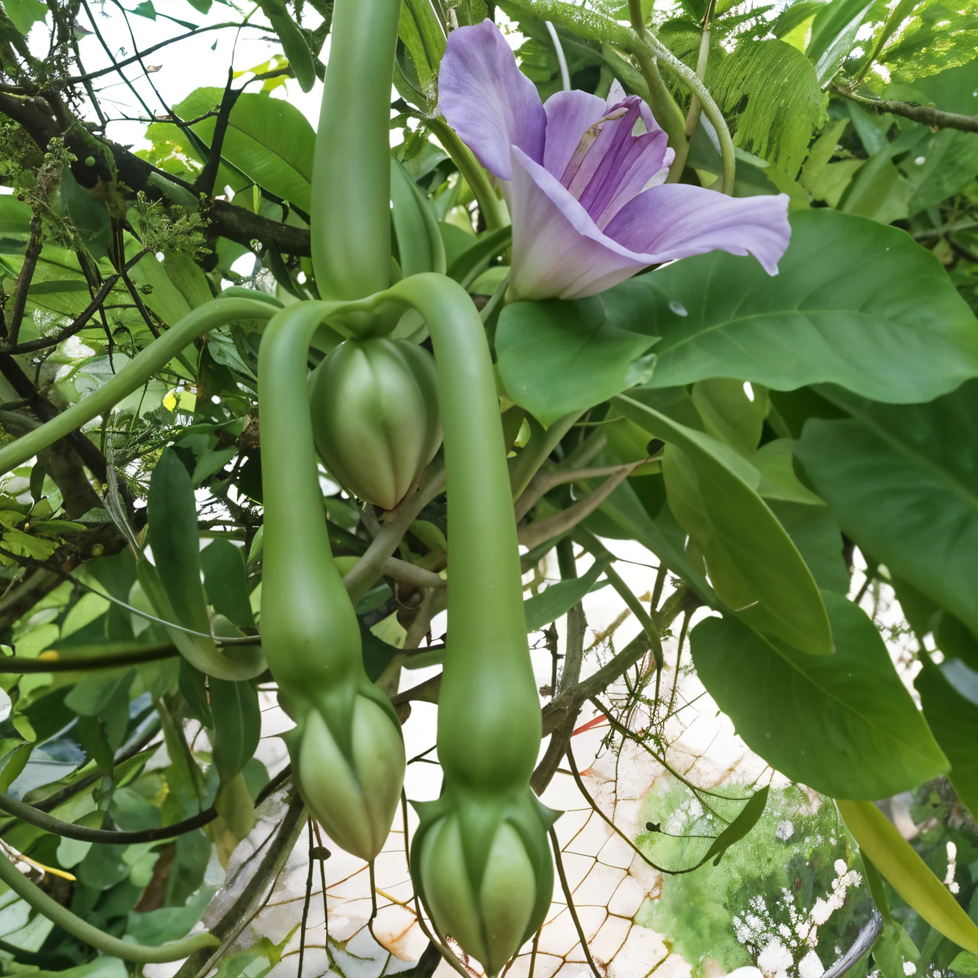 Alanga Vegetable Seeds – Traditional Asian Climbing Bean for Home Gardens - Image 4