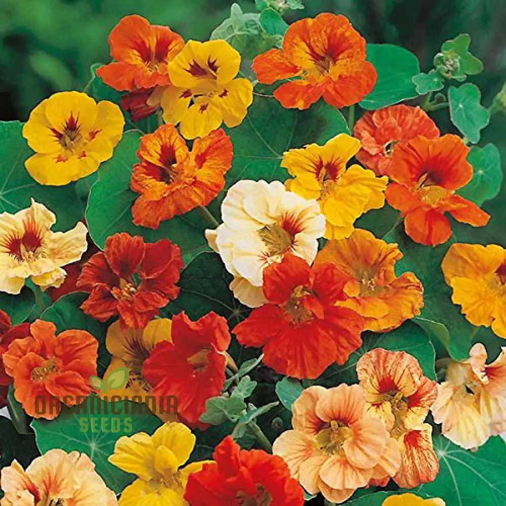 Alaska Mix Seeds - Premium Gardening Seeds for Your Garden - Image 3