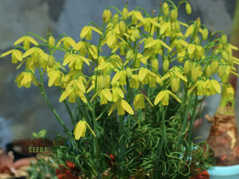 Albuca Juncifolia Flower Seeds, Cultivating Graceful Beauty with Expert Planting and Gardening