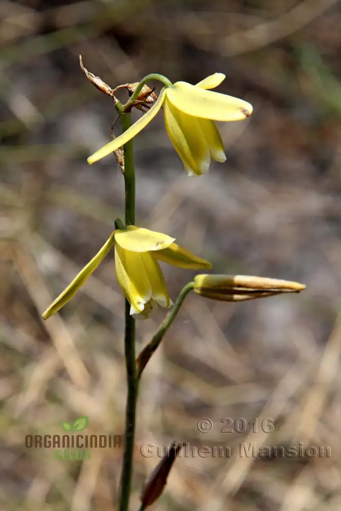 Albuca Juncifolia Flower Seeds, Cultivating Graceful Beauty with Expert Planting and Gardening - Image 3