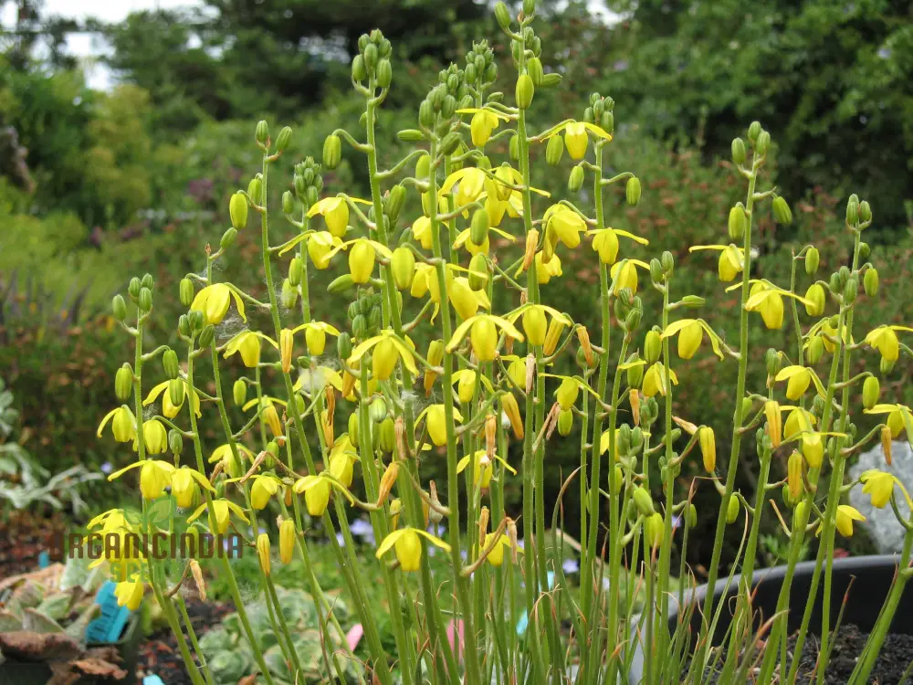 Albuca Juncifolia Flower Seeds, Cultivating Graceful Beauty with Expert Planting and Gardening - Image 4