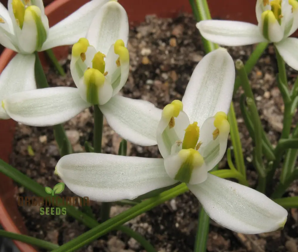 Albucca Humilis Flower Seeds, Cultivating Nature's Subtle Beauty
