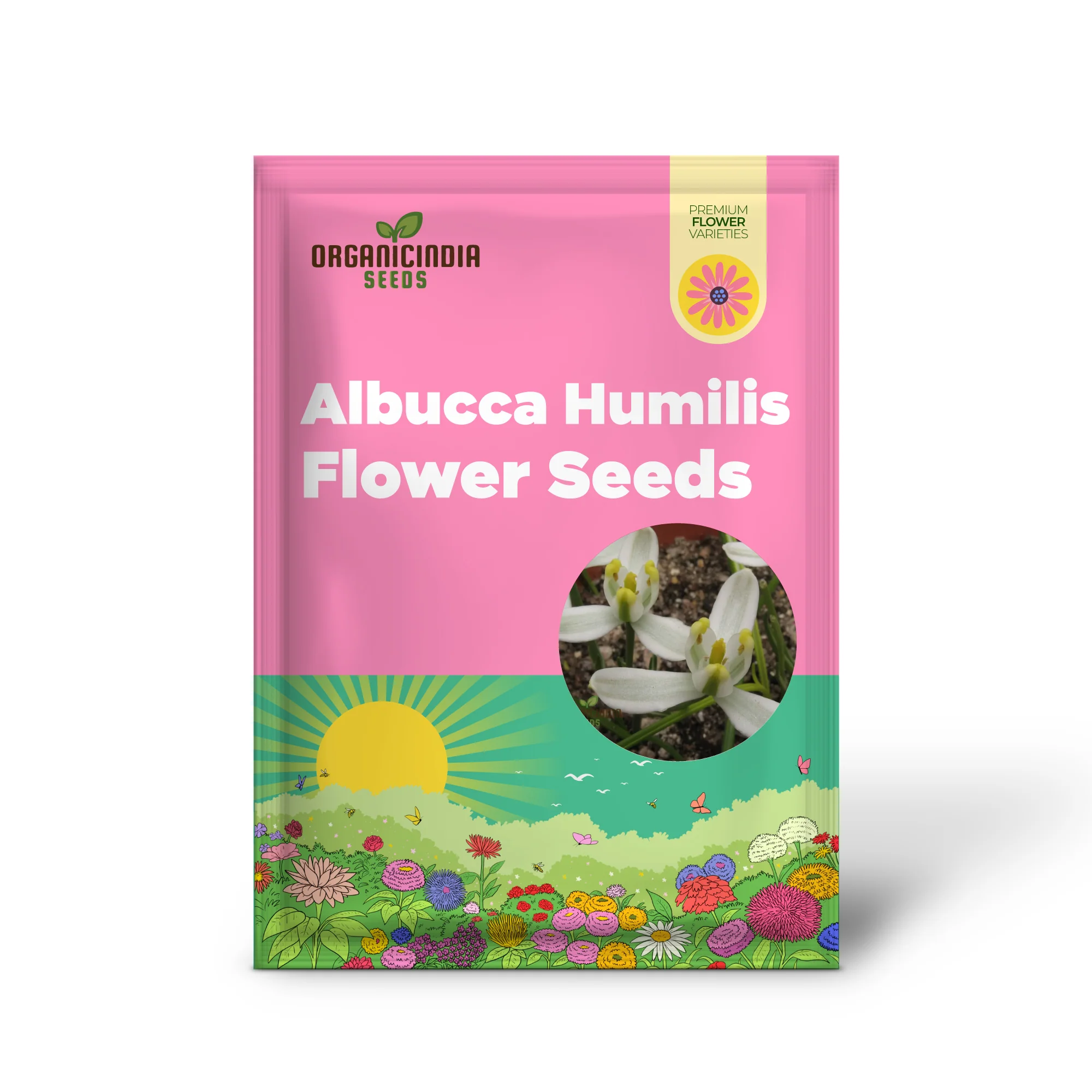 Albucca Humilis Flower Seeds, Cultivating Nature's Subtle Beauty - Image 2
