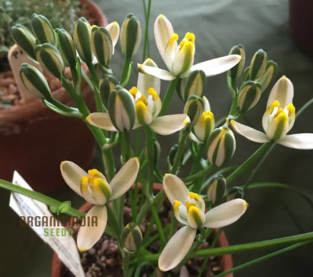 Albucca Humilis Flower Seeds, Cultivating Nature's Subtle Beauty - Image 3