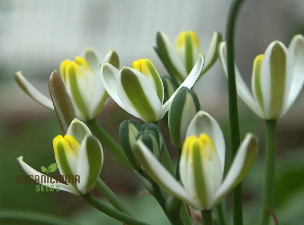 Albucca Humilis Flower Seeds, Cultivating Nature's Subtle Beauty - Image 4