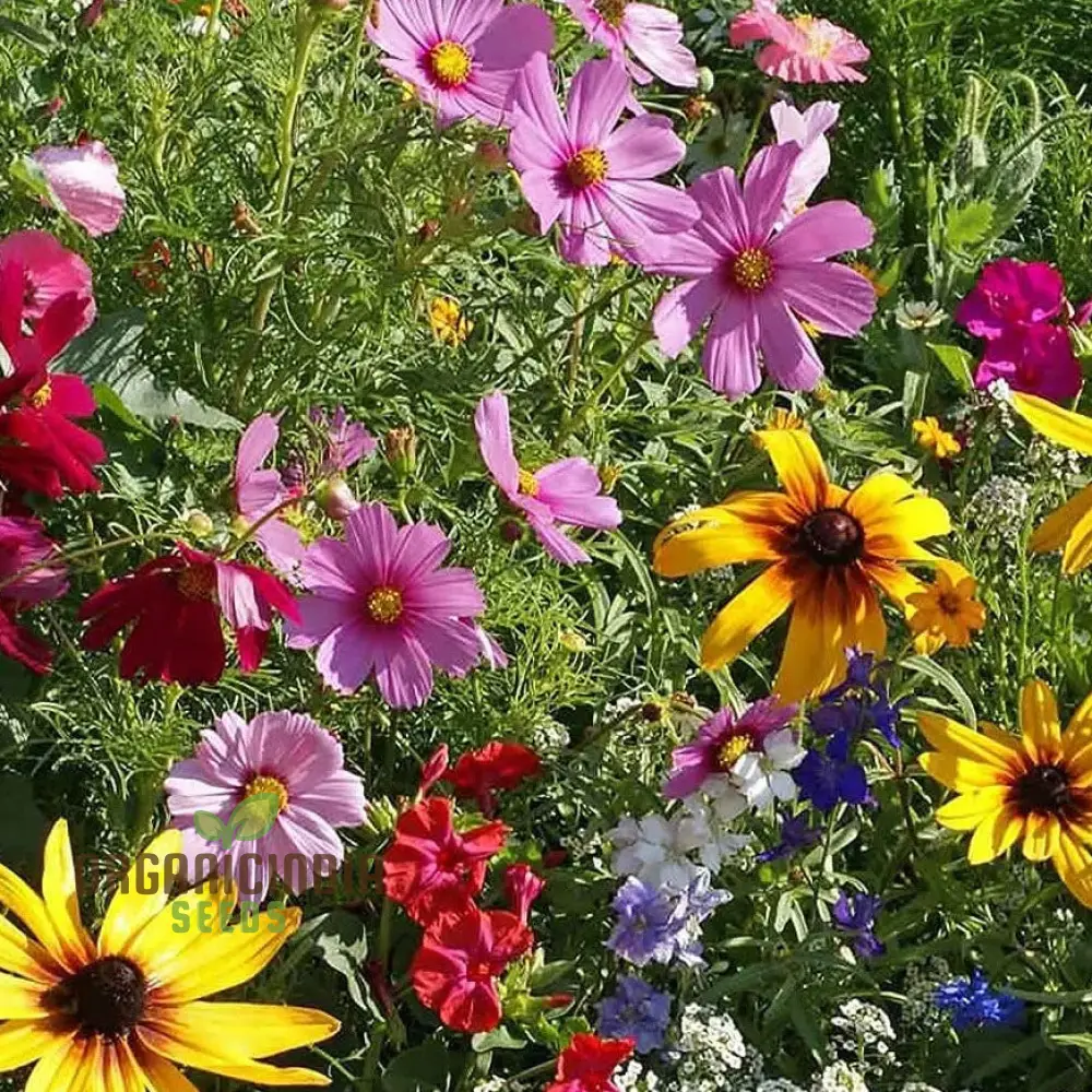 Alcea Ficifolia Seeds – Cottage Mixed Variety for Colorful Garden Blooms