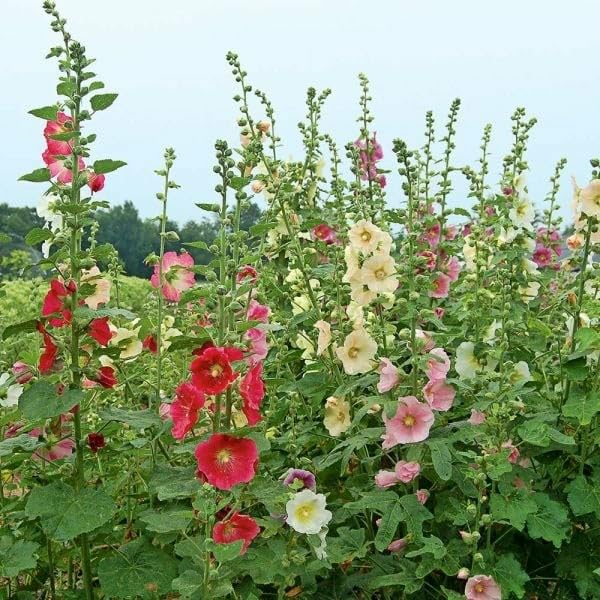 Alcea Ficifolia Seeds – Cottage Mixed Variety for Colorful Garden Blooms - Image 5