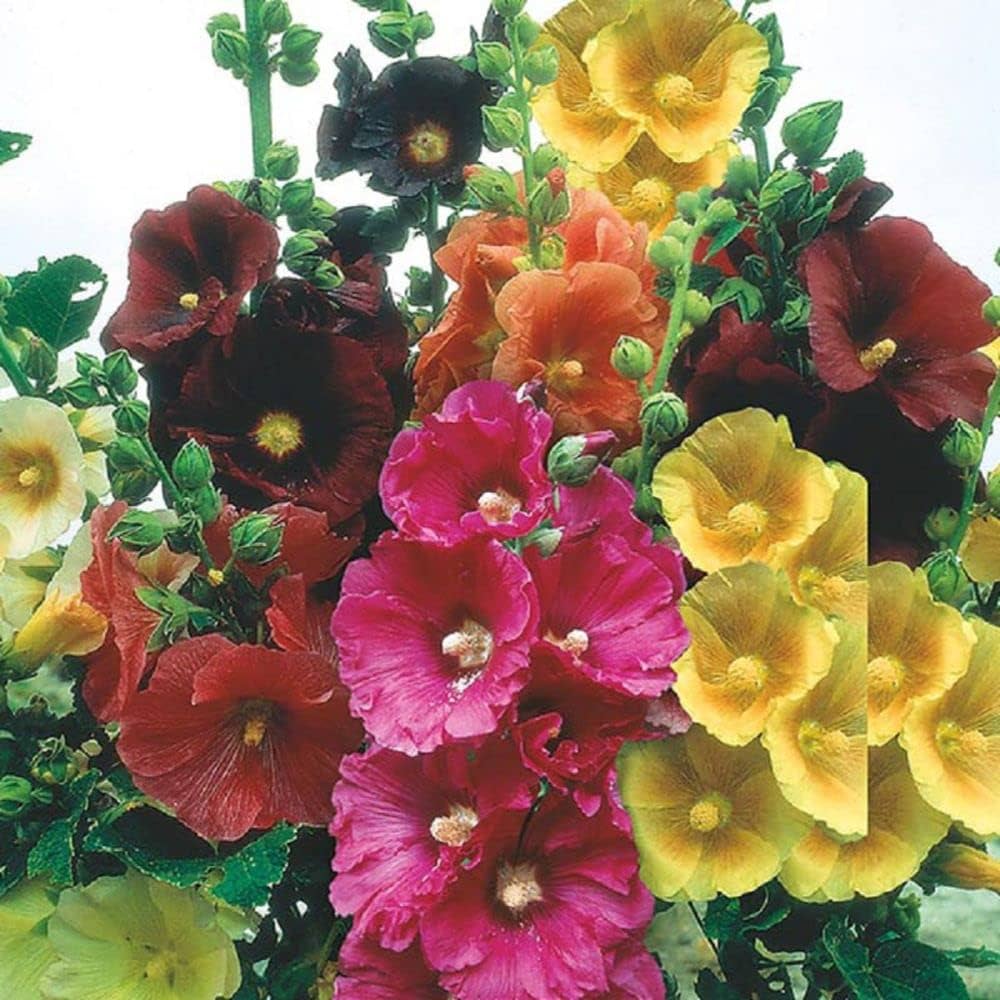 Alcea Ficifolia Seeds – Cottage Mixed Variety for Colorful Garden Blooms - Image 6