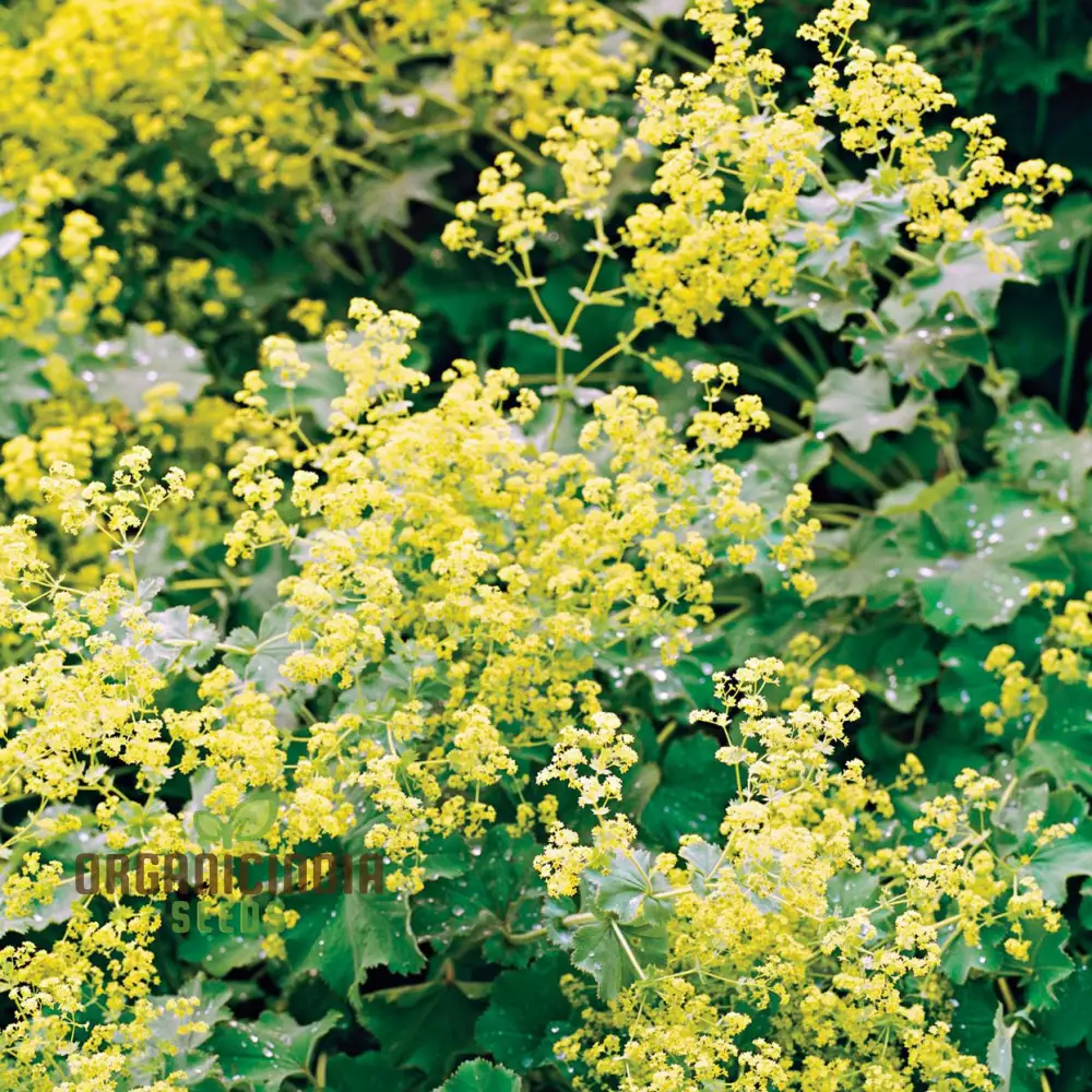 Alchemilla Mollis (Lady's Mantle) Seeds - Grow Beautiful and Hardy Lady's Mantle Plants in Your Garden - Image 2