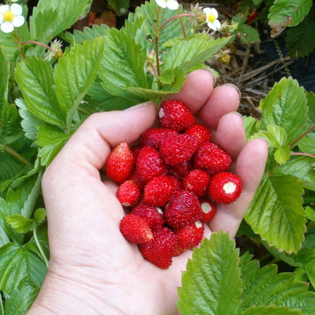 Alexandria (Alpine) Strawberry (Fragaria vesca) – Seeds