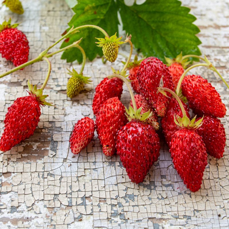 Alexandria (Alpine) Strawberry (Fragaria vesca) – Seeds - Image 5