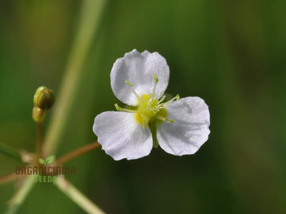 Alisma plantago-aquatica Flower Seeds, Cultivating Aquatic Beauty with Expert Planting and Gardening