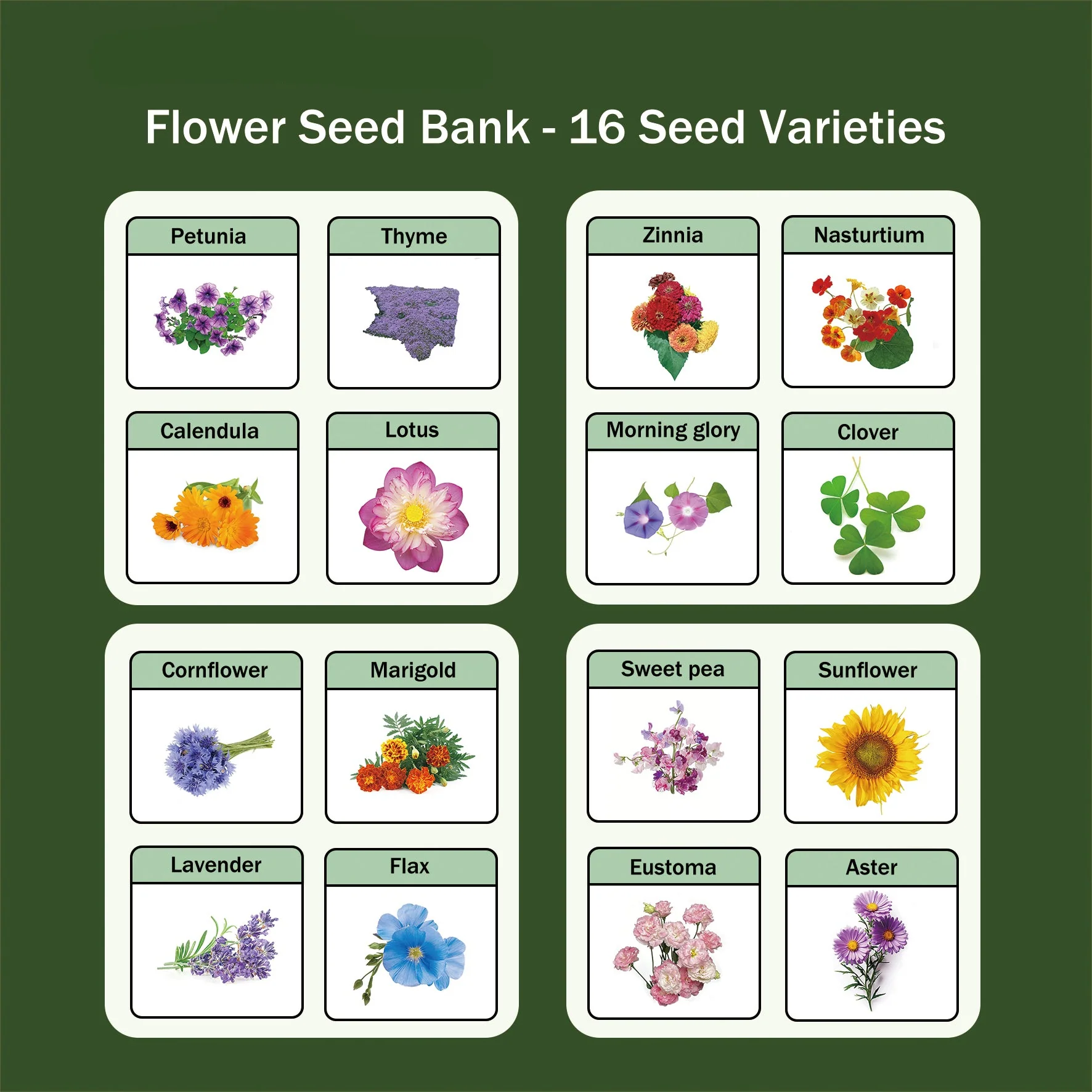 All-in-One Flower Seed Bank - 16 Seed Varieties - Image 4