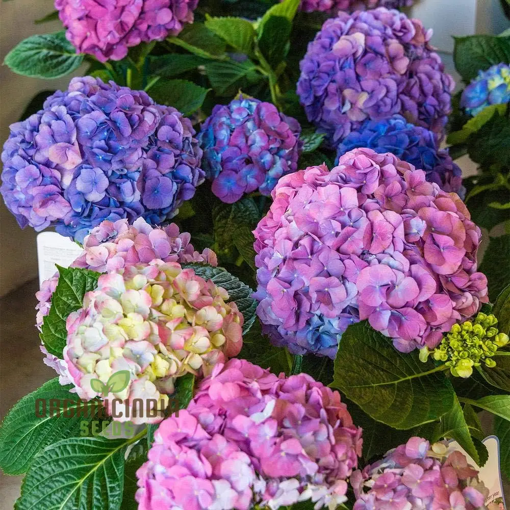 All Season Dwarf Hydrangea Flower Seeds, Hybrid Variety for Year-Round Gardening, Easy-to-Grow Seeds