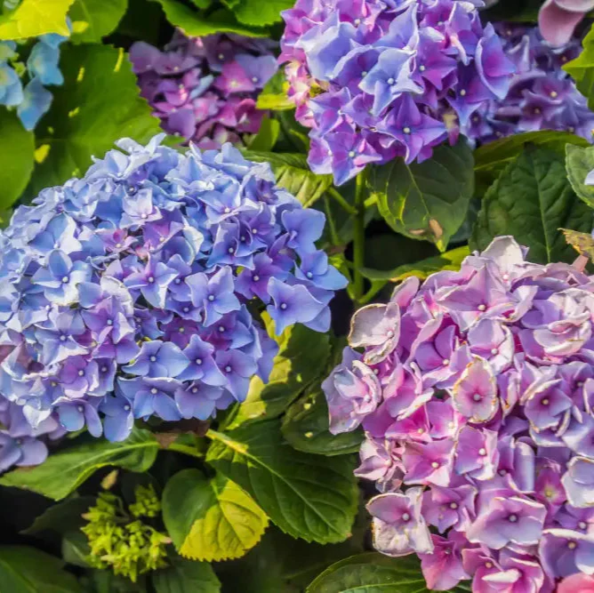 All Season Dwarf Hydrangea Flower Seeds, Hybrid Variety for Year-Round Gardening, Easy-to-Grow Seeds - Image 3