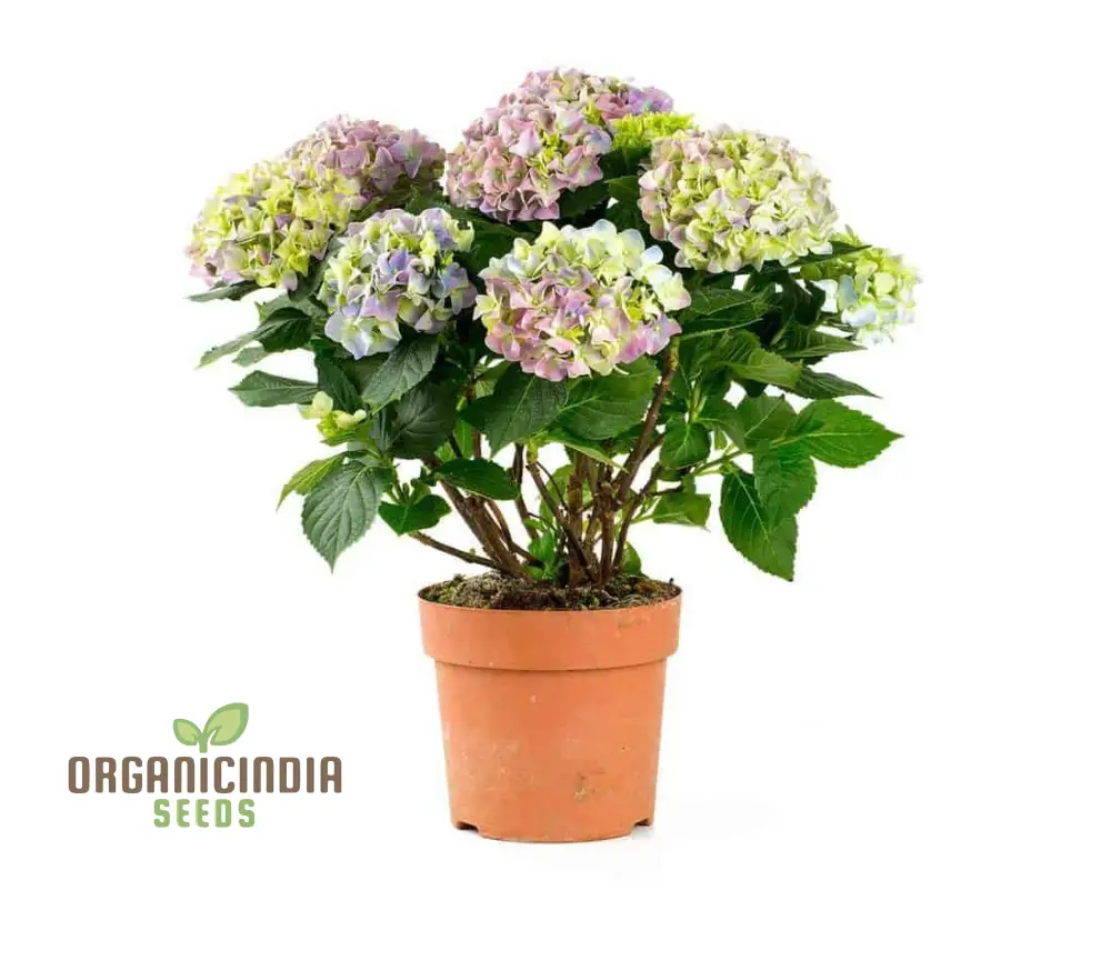 All Season Dwarf Hydrangea Flower Seeds, Hybrid Variety for Year-Round Gardening, Easy-to-Grow Seeds - Image 4