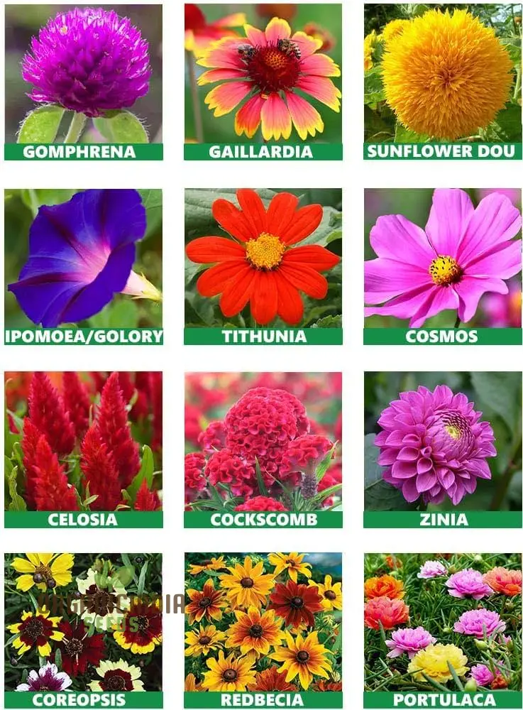 Flower Seeds (All Season Flower Seeds Variety) - Organic Year-Round Bloom Mix