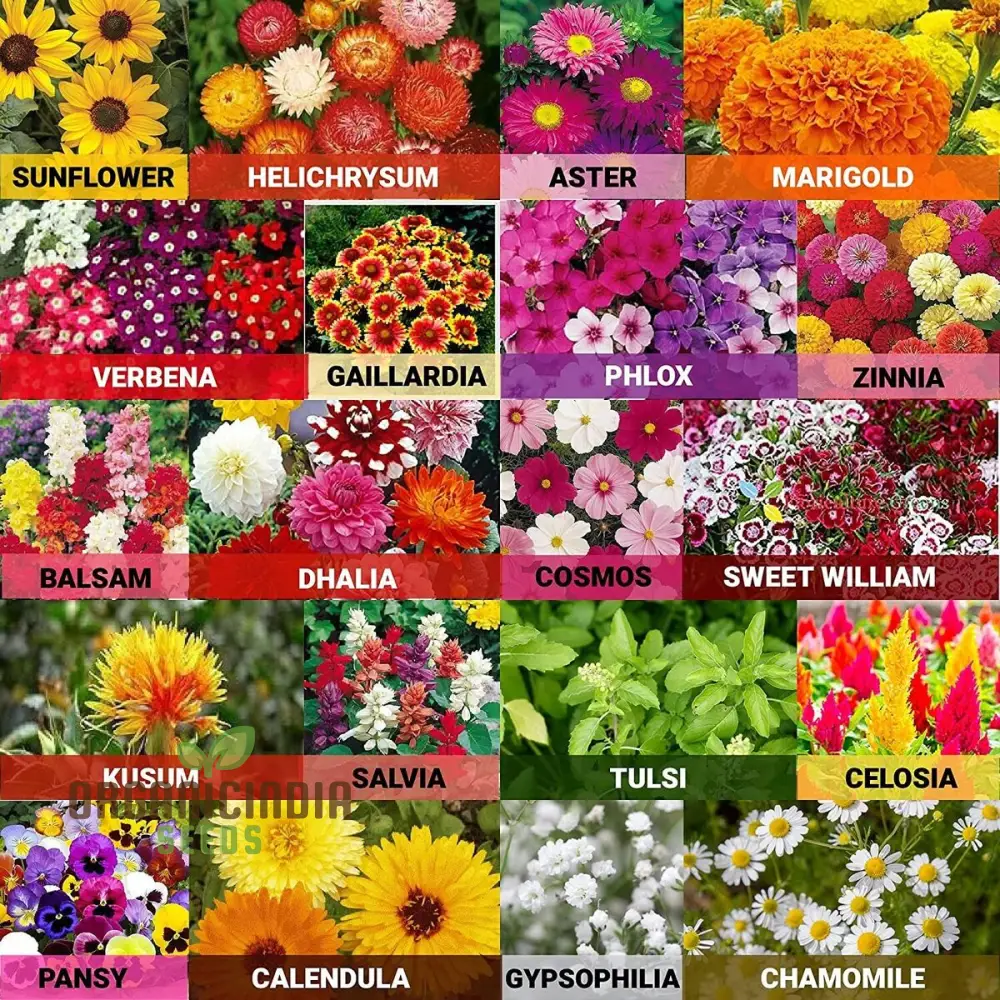 Flower Seeds (All Season Flower Seeds Variety) - Organic Year-Round Bloom Mix - Image 3