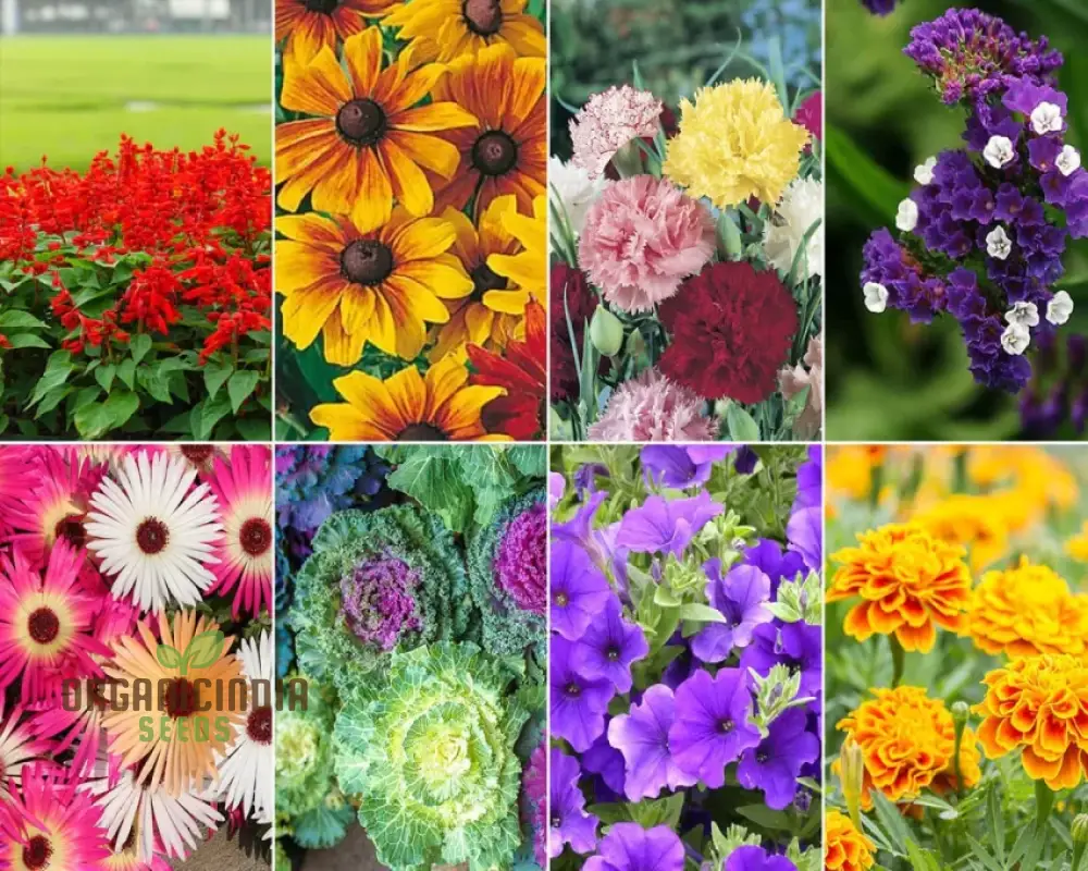 Flower Seeds (All Season Flower Seeds Variety) - Organic Year-Round Bloom Mix - Image 4