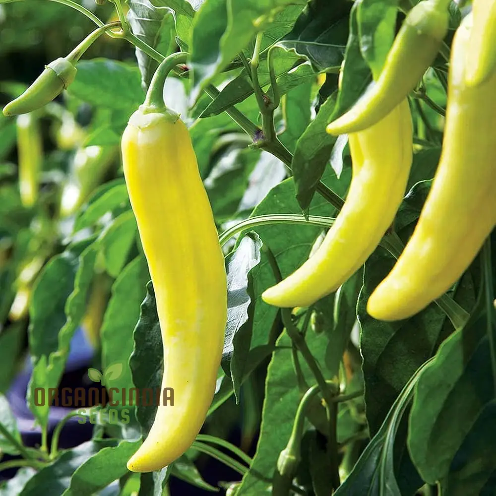 All Season Hybrid Sweet Banana Pepper Seeds Pack - 50 Organic Seeds for Pest Resistant Gardening - High Yield All-Season Planting