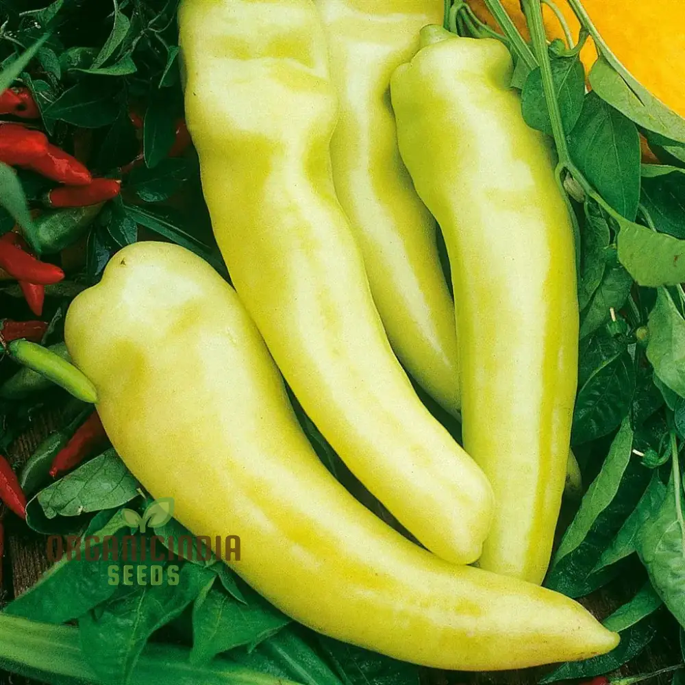 All Season Hybrid Sweet Banana Pepper Seeds Pack - 50 Organic Seeds for Pest Resistant Gardening - High Yield All-Season Planting - Image 3