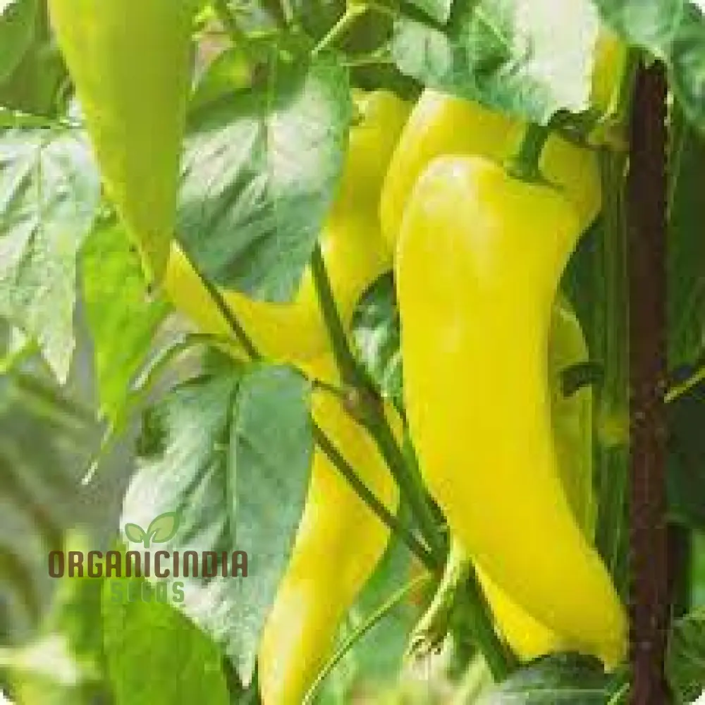 All Season Hybrid Sweet Banana Pepper Seeds Pack - 50 Organic Seeds for Pest Resistant Gardening - High Yield All-Season Planting - Image 4