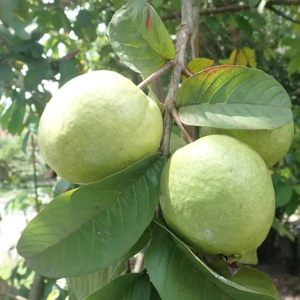 Allahabad Safeda Guava Seeds – Sweet & Juicy Tropical Fruit for Planting - Image 3