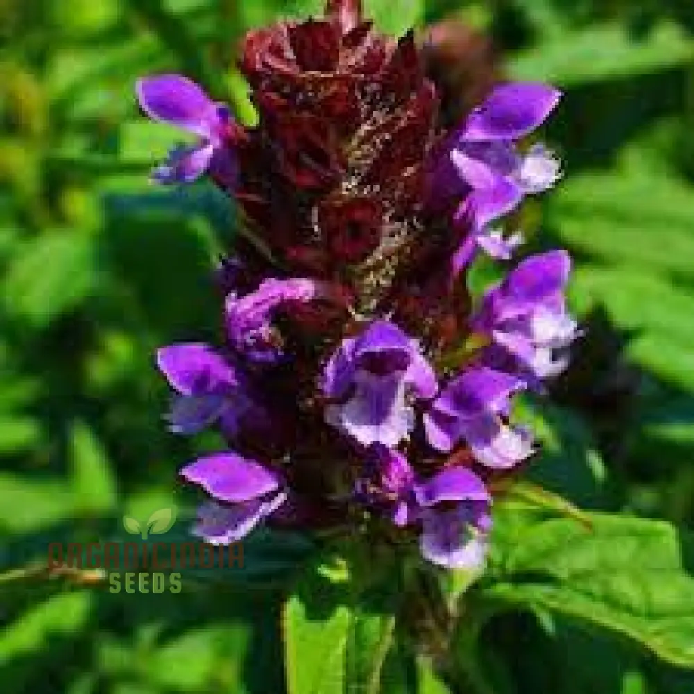 Allheal Seeds for Gardening - Premium Quality Seeds for Successful Planting