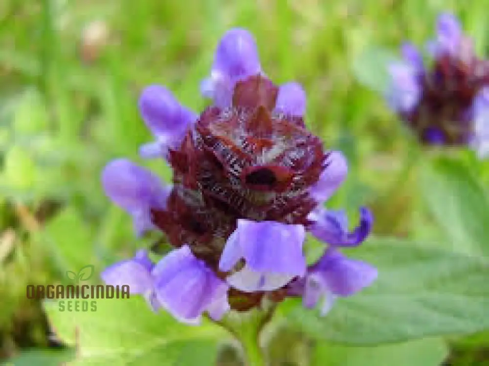 Allheal Seeds for Gardening - Premium Quality Seeds for Successful Planting - Image 3