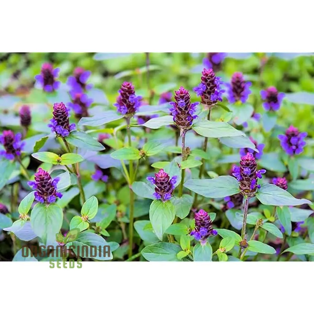Allheal Seeds for Gardening - Premium Quality Seeds for Successful Planting - Image 4