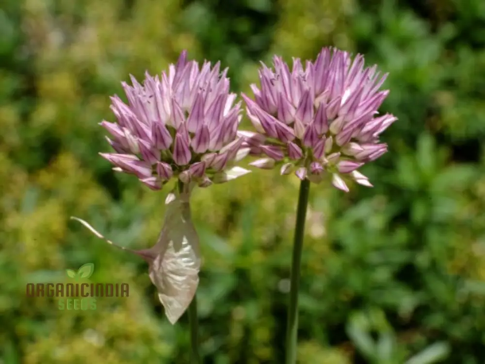Allium acutiflorum Flower Seeds, Cultivating Elegance and Charm with Expert Planting and Gardening