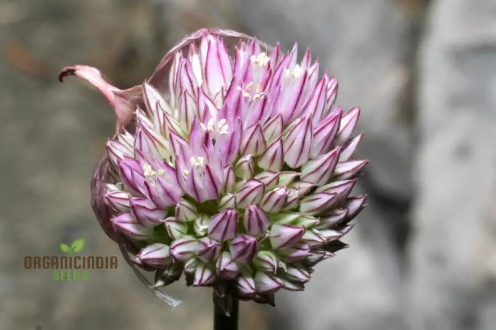 Allium acutiflorum Flower Seeds, Cultivating Elegance and Charm with Expert Planting and Gardening - Image 3