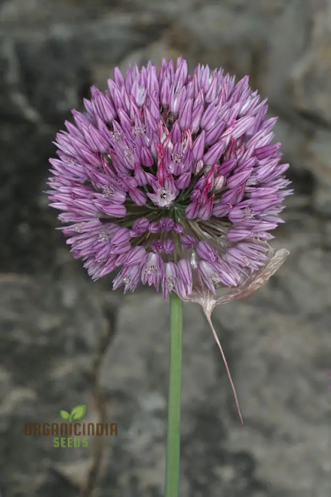 Allium acutiflorum Flower Seeds, Cultivating Elegance and Charm with Expert Planting and Gardening - Image 4