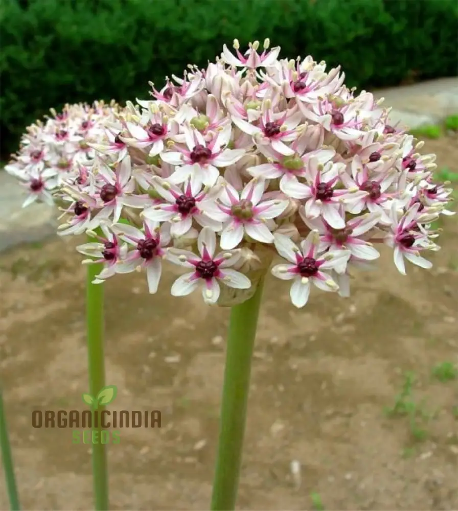 Allium basalticum 'Silver Spring' Flowering Seeds, Cultivating Striking Blooms with Expert Planting and Gardening