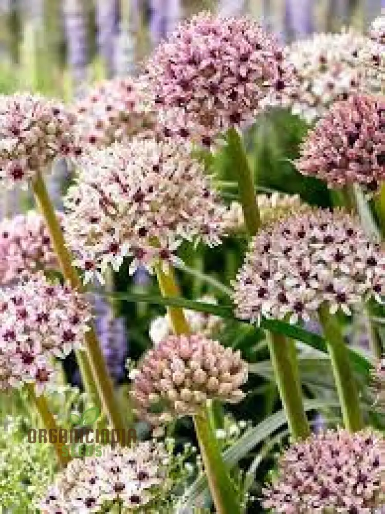 Allium basalticum 'Silver Spring' Flowering Seeds, Cultivating Striking Blooms with Expert Planting and Gardening - Image 3