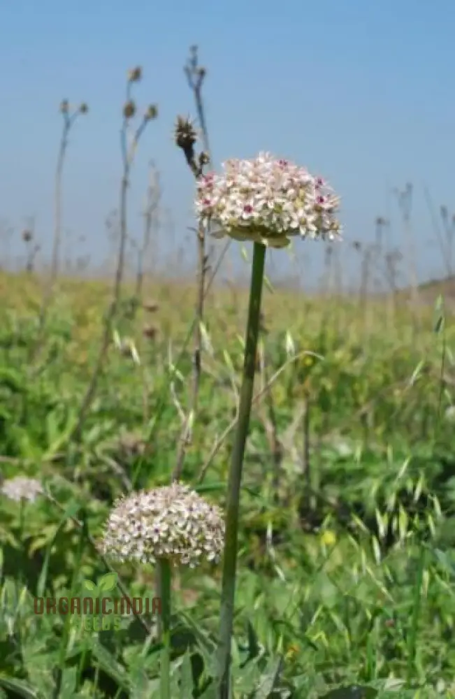 Allium basalticum 'Silver Spring' Flowering Seeds, Cultivating Striking Blooms with Expert Planting and Gardening - Image 4