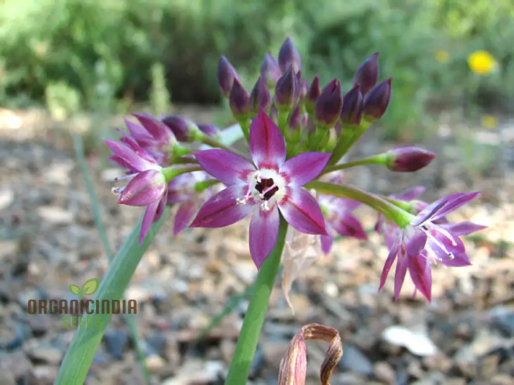 Allium campanulatum Flower Seeds, Cultivating Graceful Blooms with Expert Planting and Gardening