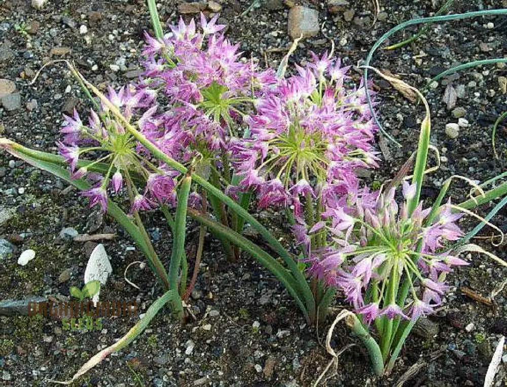 Allium campanulatum Flower Seeds, Cultivating Graceful Blooms with Expert Planting and Gardening - Image 3