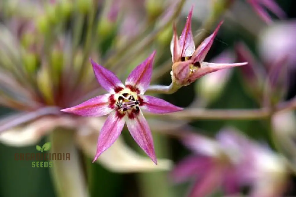 Allium campanulatum Flower Seeds, Cultivating Graceful Blooms with Expert Planting and Gardening - Image 4