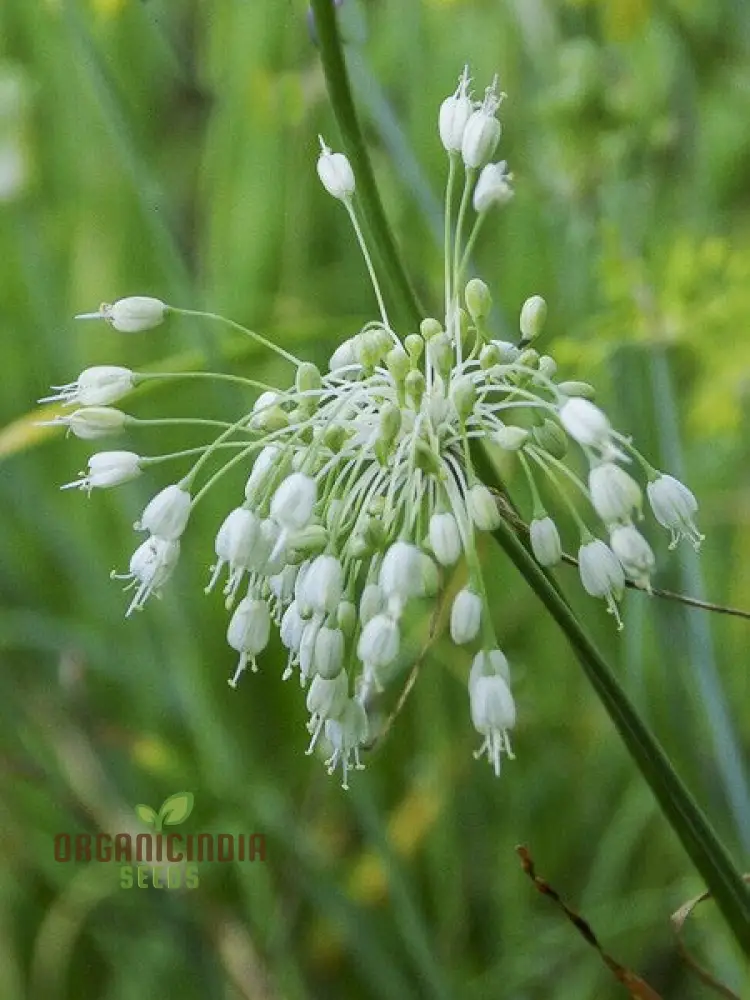 Allium carinatum pulchellum Album Flower Seeds, Cultivating White Beauty with Expert Planting and Gardening